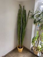 Kaktus 2m hoch!  Euphorbia canariensis L. Kanaren-Wolfsmilch Rheinland-Pfalz - Trier Vorschau