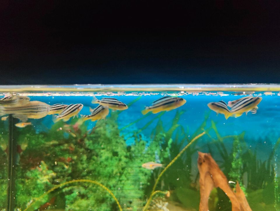 Buntbarsch melanochromis auratus in Roßbach