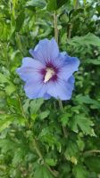 Gartenhibiskus lila oder pink, Eibisch Sachsen - Zettlitz bei Rochlitz Vorschau