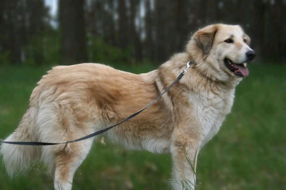 Heidi sucht ein XL Körbchen in Salzwedel