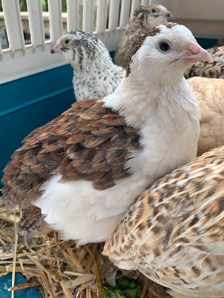 Wachteln Hennen und Küken aus privater hobbyzucht in Eigeltingen