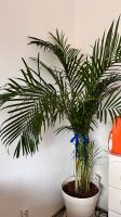 Palme Areca Lindenthal - Köln Weiden Vorschau