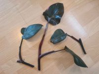 Philodendron pink princess Nordrhein-Westfalen - Velbert Vorschau