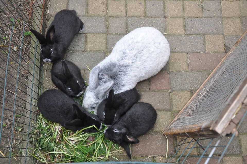 Reinrassige Helle Großsilber Kaninchen in Halberstadt