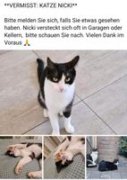Katze entlaufen Bayern - Dittelbrunn Vorschau