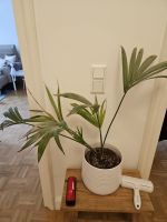 Pflanze Palme mit Topf Düsseldorf - Düsseltal Vorschau