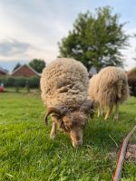 Suche Weidefläche, Grünfläche, Wiese Niedersachsen - Eydelstedt Vorschau