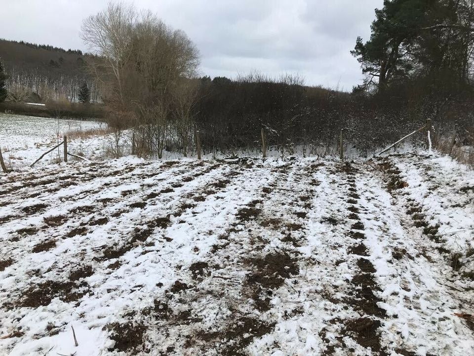 Suche Baumstück, Waldstück, Wald, Forst Waldgrundstück in Lahnau