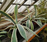 Dekorative Agave americana marginata Nordrhein-Westfalen - Reichshof Vorschau