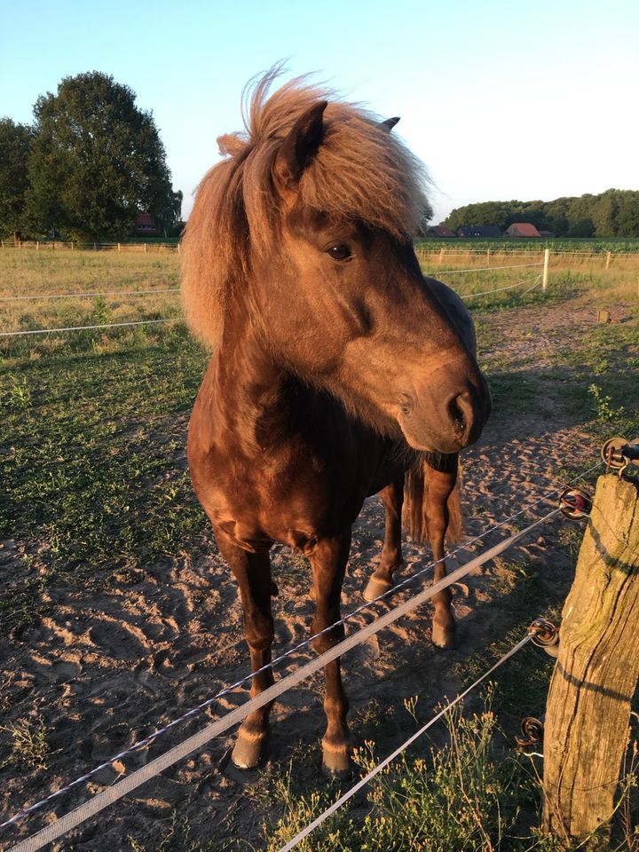 Pflegebeteiligung/ Reitbeteiligung an Isländer zu vergeben in Nottuln