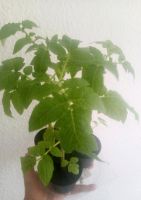Tomatenpflanzen Rotkäppchen (alte DDR Sorte) Sachsen - Annaberg-Buchholz Vorschau