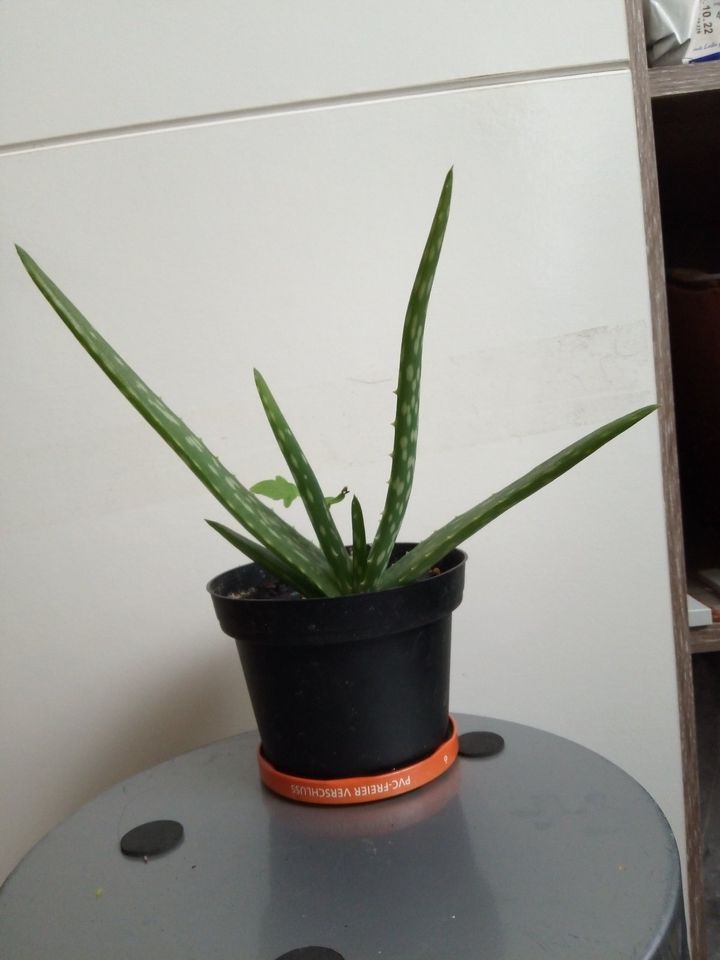 Aloe Vera pflanze Ableger in Pfinztal