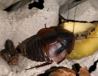 Hemiblabera brunneri Nymphen Baden-Württemberg - Ludwigsburg Vorschau