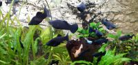 Aquarium Fische Black Molly Nachwuchs Saarland - Rehlingen-Siersburg Vorschau