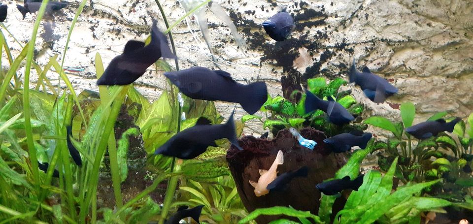 Aquarium Fische Black Molly Nachwuchs in Rehlingen-Siersburg