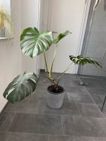 Monstera Pflanze Baden-Württemberg - Köngen Vorschau