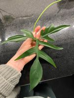 2x Ableger Philodendron Glad Hands Bayern - Lindenberg im Allgäu Vorschau