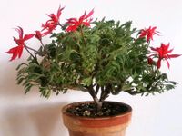 Pelargonium Urchin Miniaturpelargonie Bonsai Pelargonie Thüringen - Weimar Vorschau