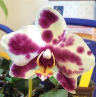 Phalaenopsis Orchidee blühfähig jung eigene Züchtung Hessen - Kassel Vorschau