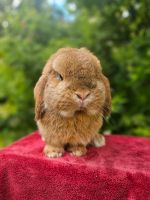 Süßer Mini Lop Rammler ERNIE sucht liebevolles Heim Hessen - Riedstadt Vorschau