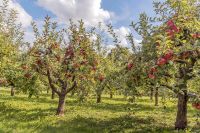 Streuobstwiese Ackerland Baden-Württemberg - Dielheim Vorschau