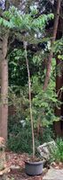 Chinesischer Gemüsebaum Surenbaum Toona sinensis Hessen - Hanau Vorschau