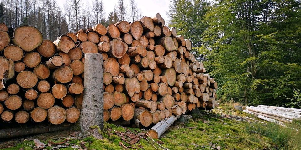 FICHTE,SOFORT LIEFERBAR,Brennholz,Buche,Eiche,Scheitholz in Kreuztal