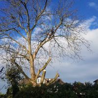 Baumfällungen, Baum fällen, Kronenschnitt Baden-Württemberg - Rheinmünster Vorschau