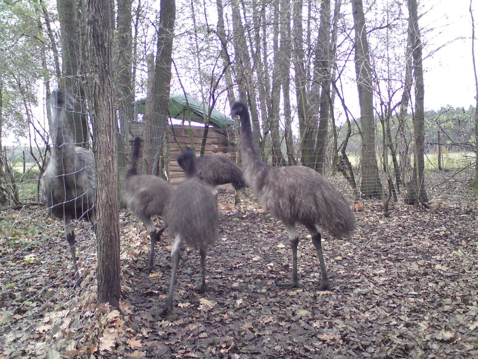 grüne Eier vom EMU in Bad Schmiedeberg