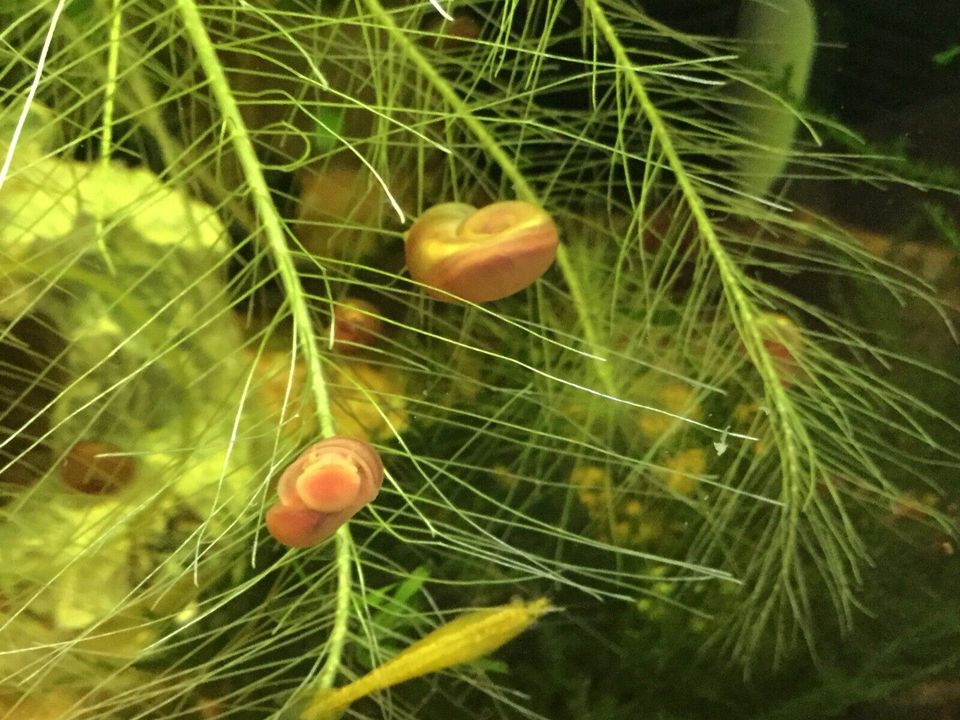 Rote Posthorn Aquarium Schnecken abzugeben 2 St. = 1 Euro in Neunkirchen-Seelscheid