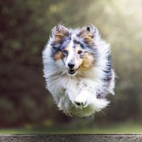 Fotografie Hundefotografie Hundefotoshooting Hessen - Kassel Vorschau