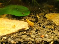 Neocaridina Yellow Neon Stripe Obergiesing-Fasangarten - Obergiesing Vorschau