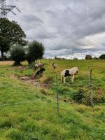 Offenstallplatz für 1-2 Wallache frei, Niedersachsen - Apelern Vorschau