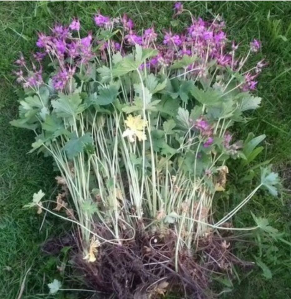 Ca. 50x Balkan-Storchschnabel (Geranium macrorrhizum) Bodendecker in Steina