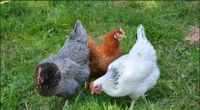 Suche Hühner (Rasse) Niedersachsen - Neu Wulmstorf Vorschau