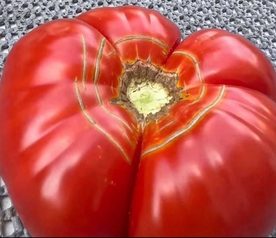 Tomatenpflanzen 100 % Bio in Rüsselsheim