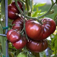 Kräftige Bio Tomaten Samenpflanzen Nordrhein-Westfalen - Tecklenburg Vorschau