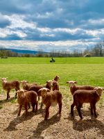 Braunes Haarschaf Nolana Landschaf Lämmer Schafe Niedersachsen - Rinteln Vorschau