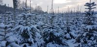 Christbaum Weihnachtsbaum Nordmanntanne Schnittgrün Hofverkauf Bayern - Roßbach Vorschau