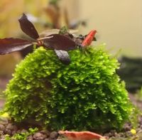 Pflanzen Kugel Bälle 5-7 cm für Aquarium Neu bepflanzt Bild 2 Sachsen - Kamenz Vorschau