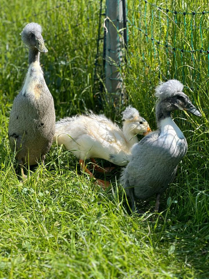 Eier von Landenten & Laufenten mit Haube in Hardegsen