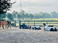 Aktivstallplatz Wallache, Rehepferde, Diatpferde, Trail Niedersachsen - Wiesmoor Vorschau