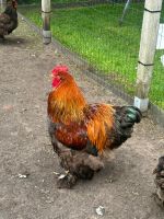 Liebevolles Hühnerpaar sucht neues Zuhause Niedersachsen - Südbrookmerland Vorschau