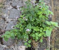 Wasser-Minze Mentha aquatica Rheinland-Pfalz - Offstein Vorschau