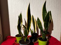 Bogenhanf - Sansevieria trifasciata Baden-Württemberg - Weissach Vorschau