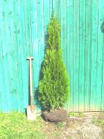 Thuja Smaragd, Heckenpflanzen, z.B.  80cm  6,99 €,  120cm  12.-€ Bayern - Wemding Vorschau