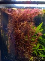 Aquarium Pflanzen rote und rot-grüne Rotala Rotundifolia Bayern - Buchloe Vorschau