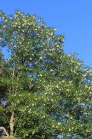 Frische Robinienblüten aus regionaler Natur; Scheinakazienblüten Brandenburg - Bad Belzig Vorschau