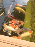 Koi Fische vers. Größen Rheinland-Pfalz - Heidesheim Vorschau