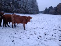 Highland Cattle Galloway Shorthorn Mix Bulle Absetzer Niedersachsen - Stelle Vorschau